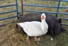 A Goose and A Pig